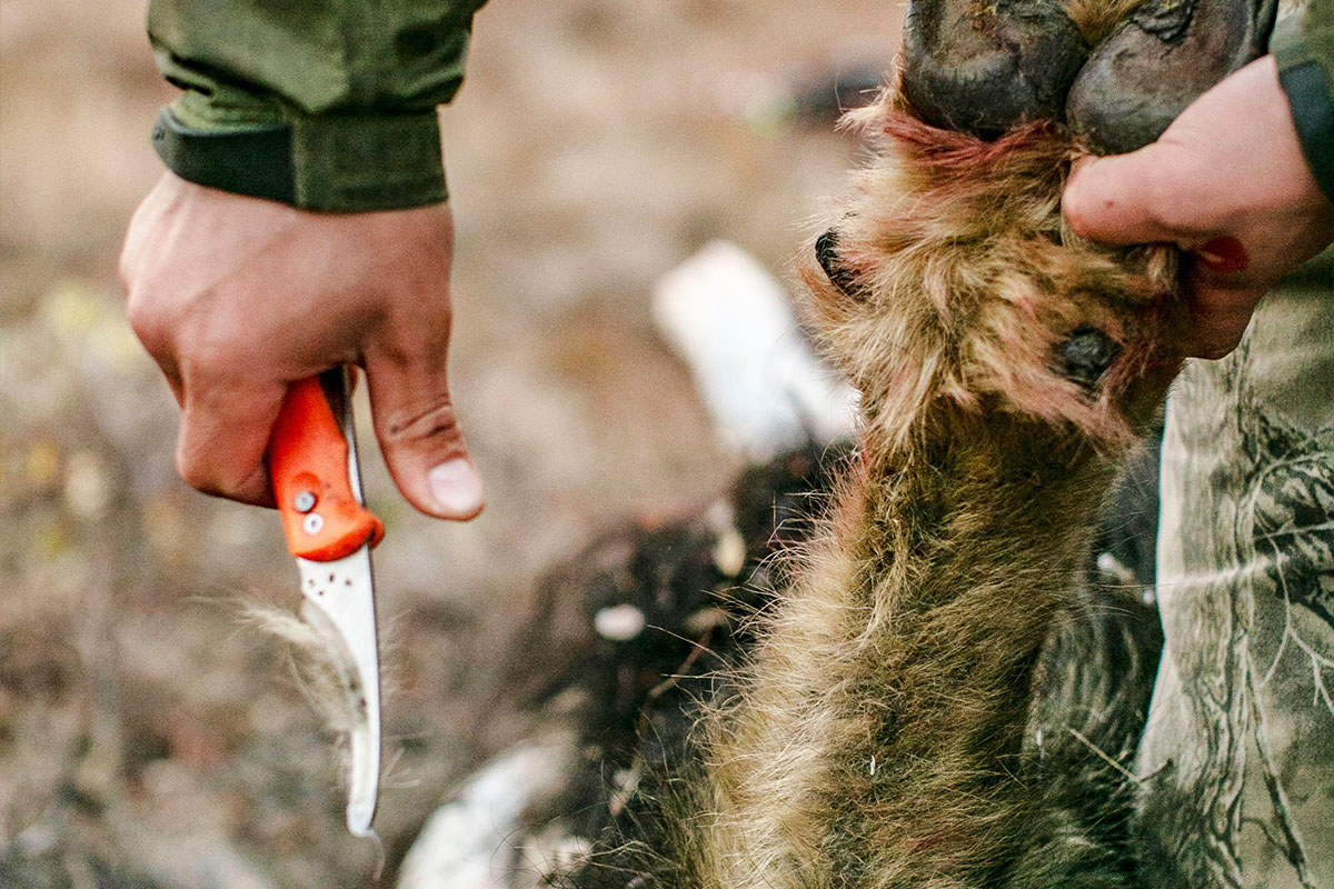 man using outdoor edge hunting knife to skin an animal
